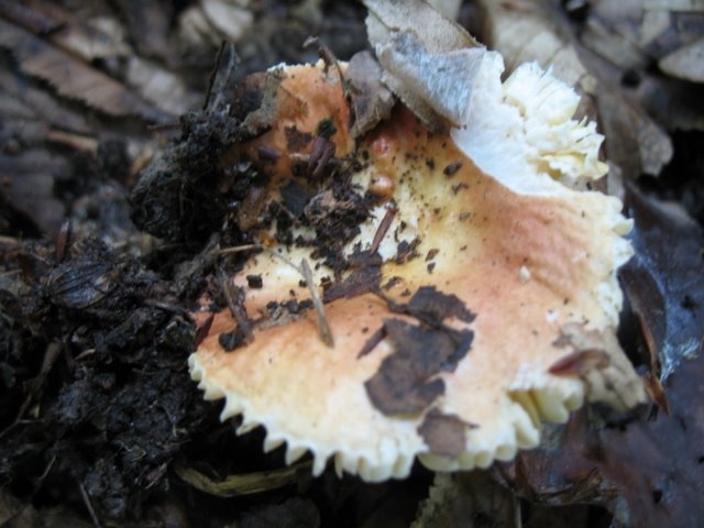 Russula risigalina